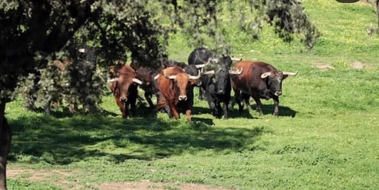 Visita guiada a la ganaderia guadajira en badajoz — 2 toros cerdo iberico