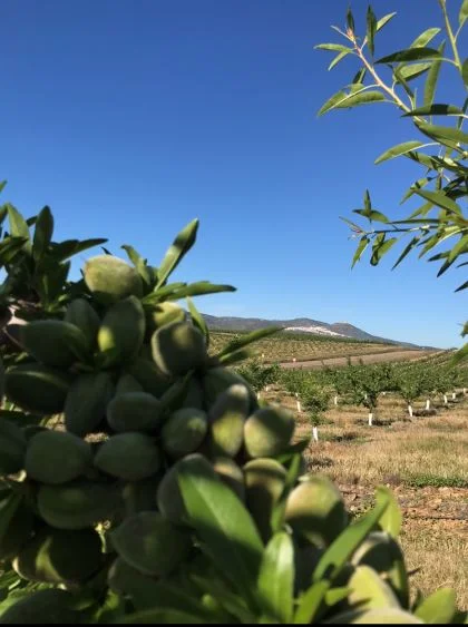 Visita a una plantación de almendros en Badajoz