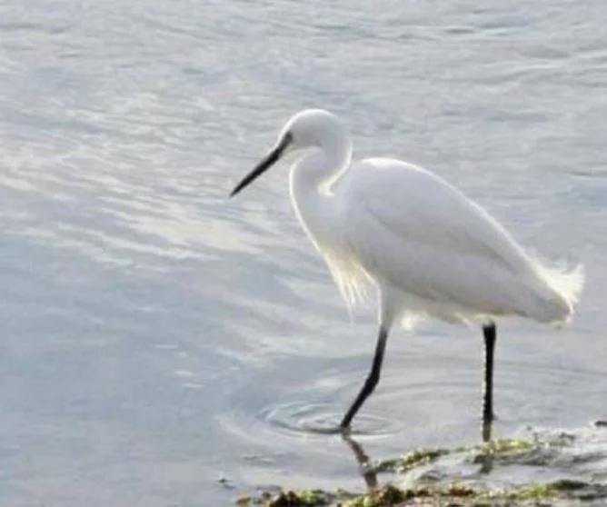 Avistamiento de aves en santona — Aves marismas santona