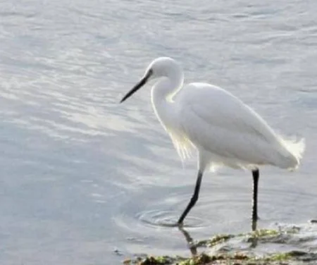 Avistamiento de aves en las Marismas de Santoña