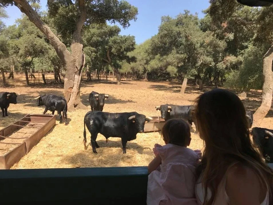 Imagen de Visita Ganadería Gavira