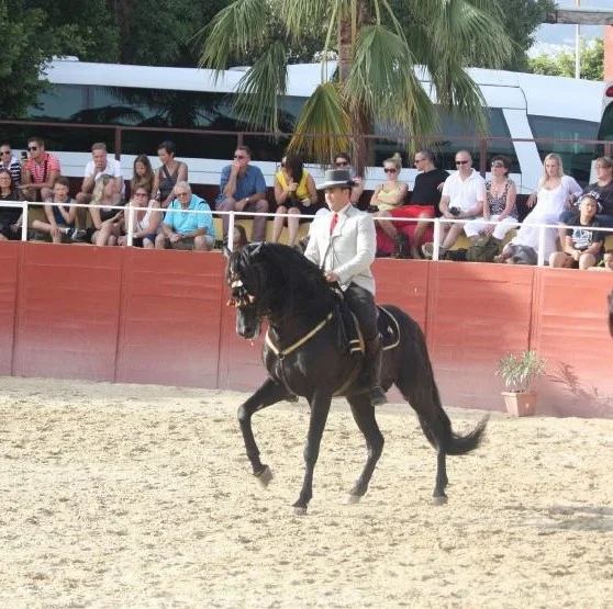 Pack flamenco nocturno caballos cena y espectaculo flamenco — Caballos malaga exhibicion