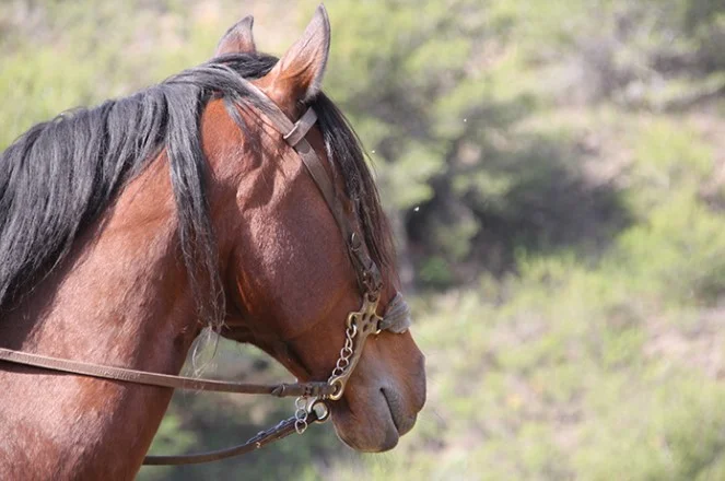 Rutas a caballo al campo fuengirola mijas costa — 2 paseo caballo malaga