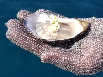 Ruta en barco: Sabor a mar