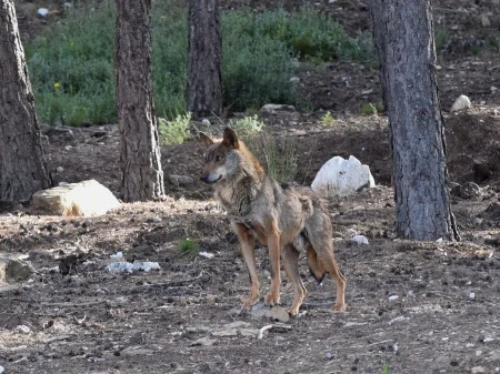 Lobo ibérico en la Sierra de la Culebra, Zamora
