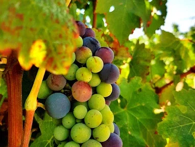 Enoturismo en el Penedès: visita a bodega y ruta en bici