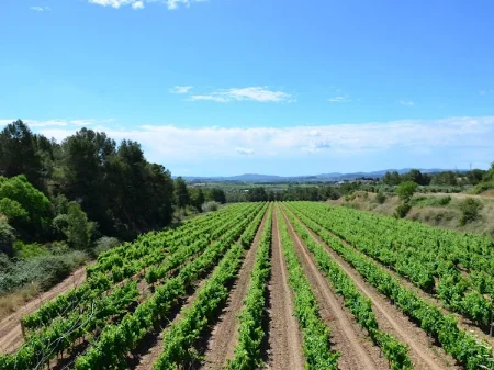 Pack bodega y tour en segway en el Penedès