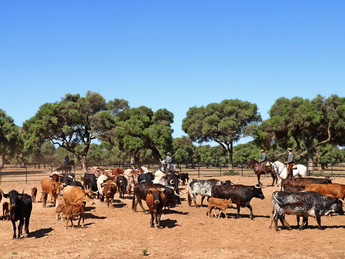 Imagen de Visita de Torrestrella. Exhibición de Toros Bravos y Caballos 