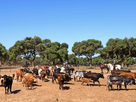 Visita exhibición de la Ganadería de toros Torrestrella en Cádiz