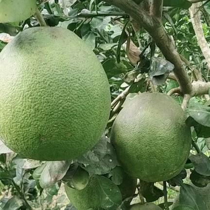 Chậu Ngâm Mông Gỗ Sồi