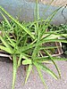 Image de l'ingrédient Aloe vera