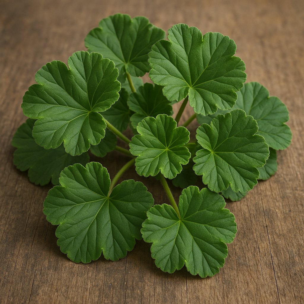 Photo de l'ingredient Feuilles de géranium