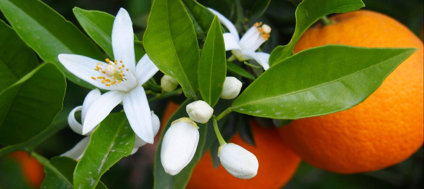 Photo de l'ingredient Fleur d'oranger