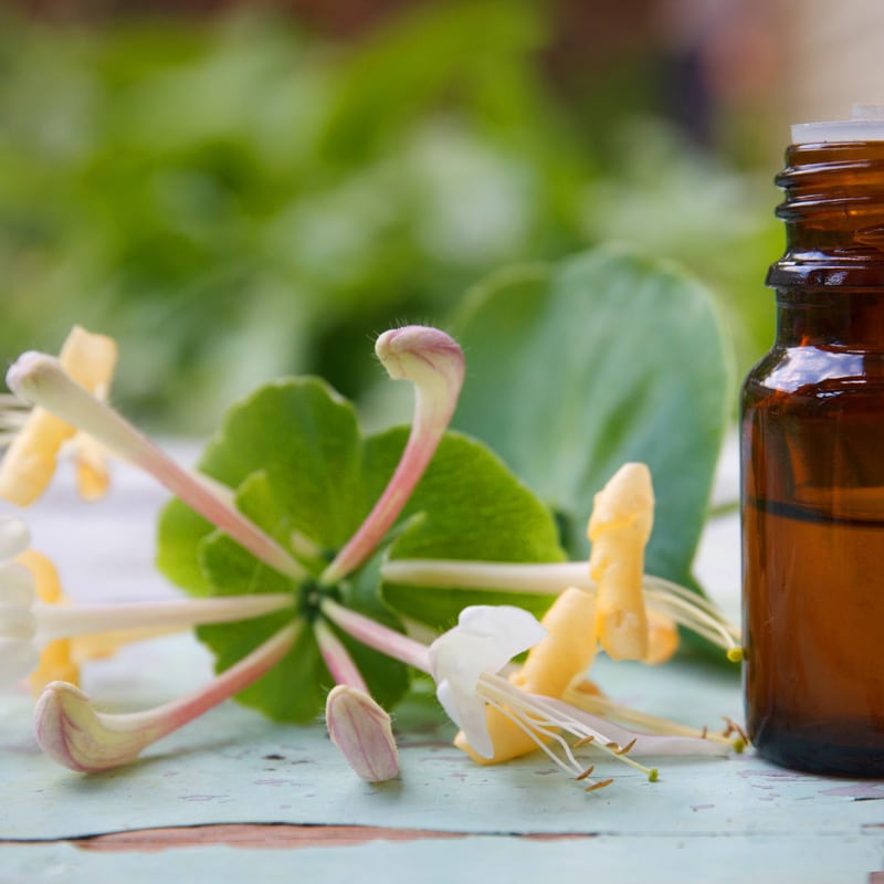 Photo de l'ingredient Huile essentielle de Chèvrefeuille