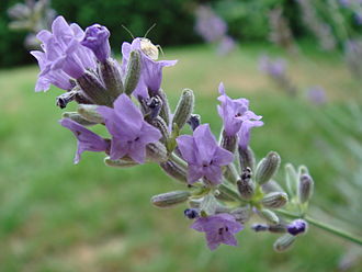 Photo de l'ingredient Huile essentielle de lavande