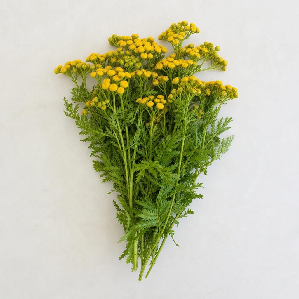 Photo de l'ingredient Tanaisie commune fraîche