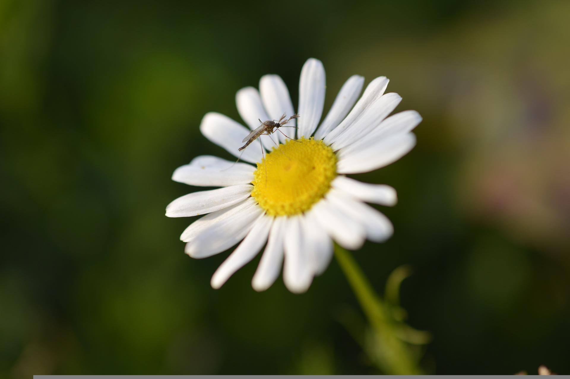 Image recette Anti Moustique (Pour corps)