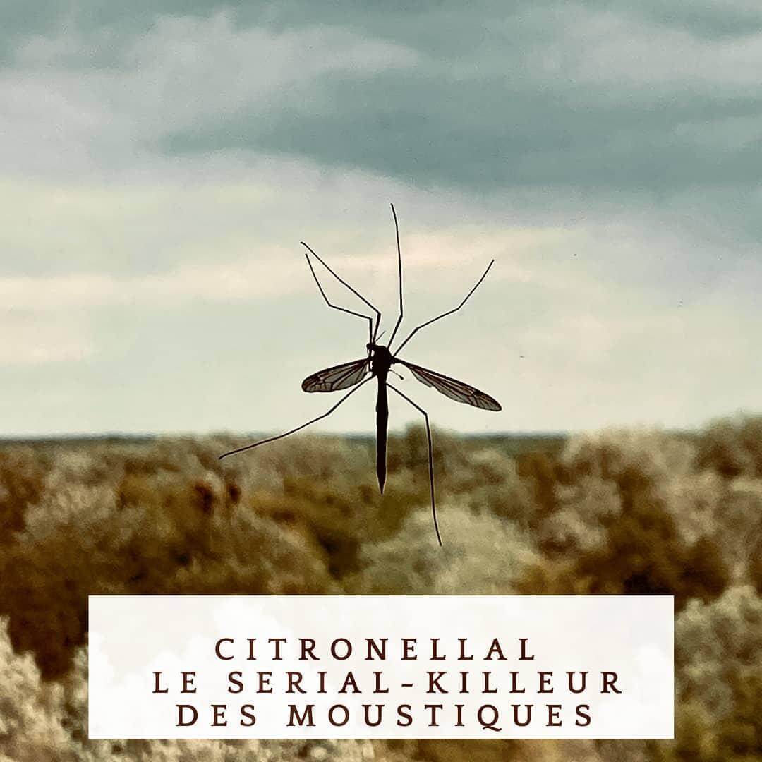 Image recette Citronellal le serial killer des moustiques