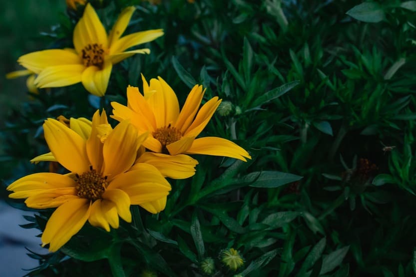 3 Benefícios da arnica tópica para aliviar a dor