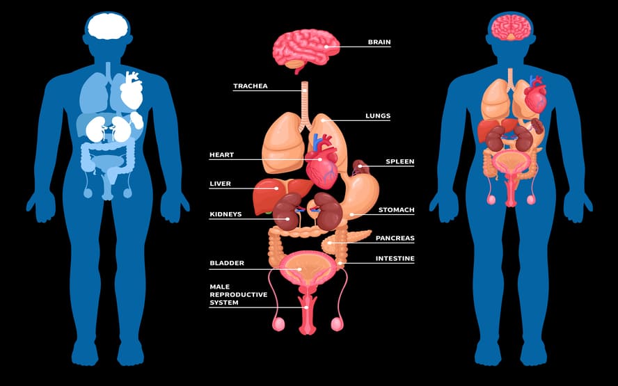 Digestão: como os alimentos são decompostos