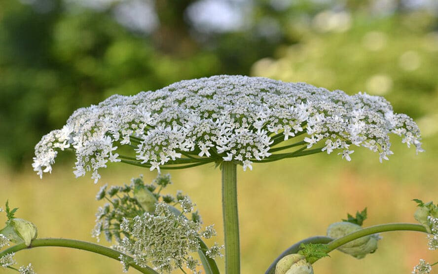 8 plantas perigosas - e como identificá-las