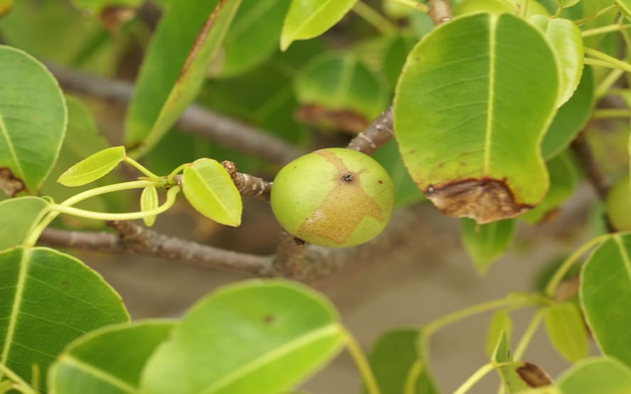 8 plantas perigosas - e como identificá-las