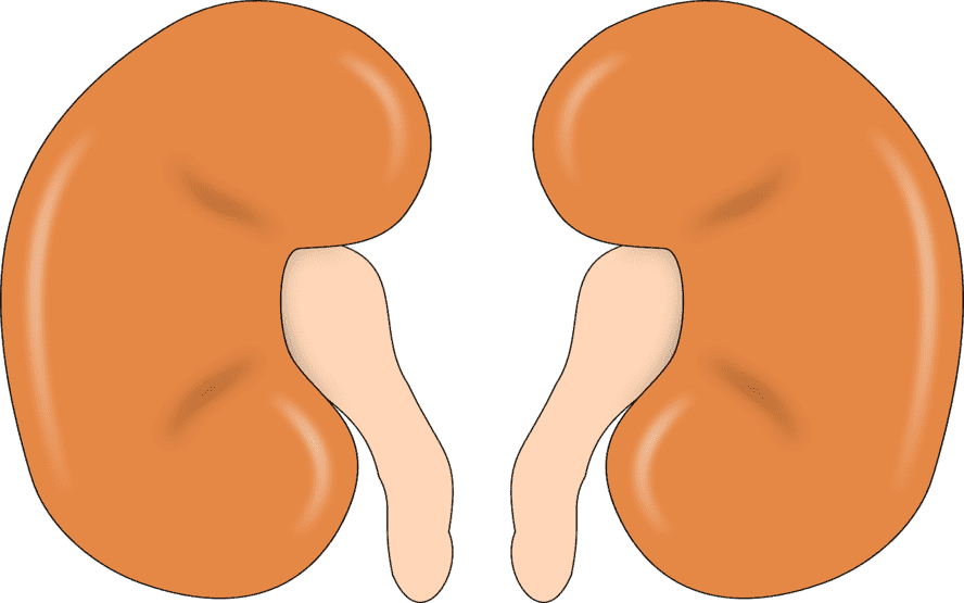 O Que é Um Nefrologista? » Tookmed