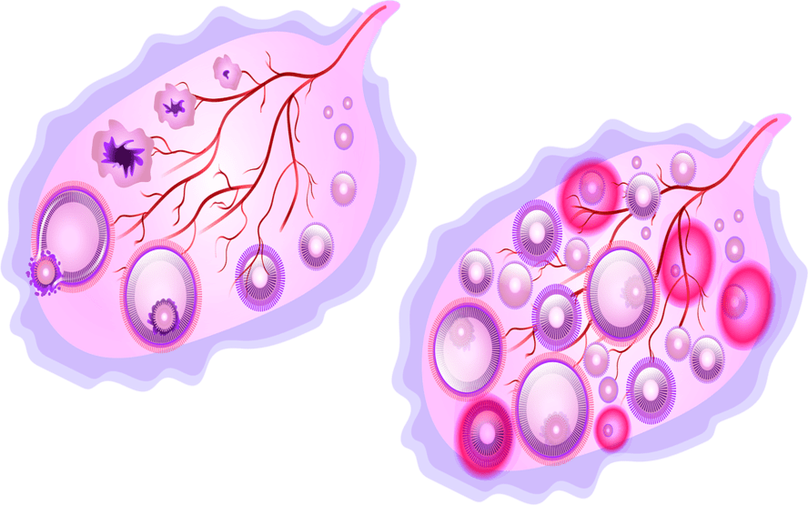 Ginecologistas: quando visitar e o que esperar