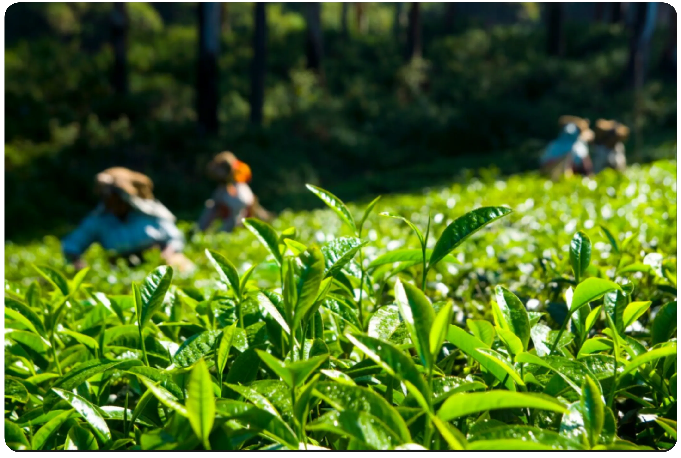 Strategic Outlook of The Indian Tea and Coffee Sector
