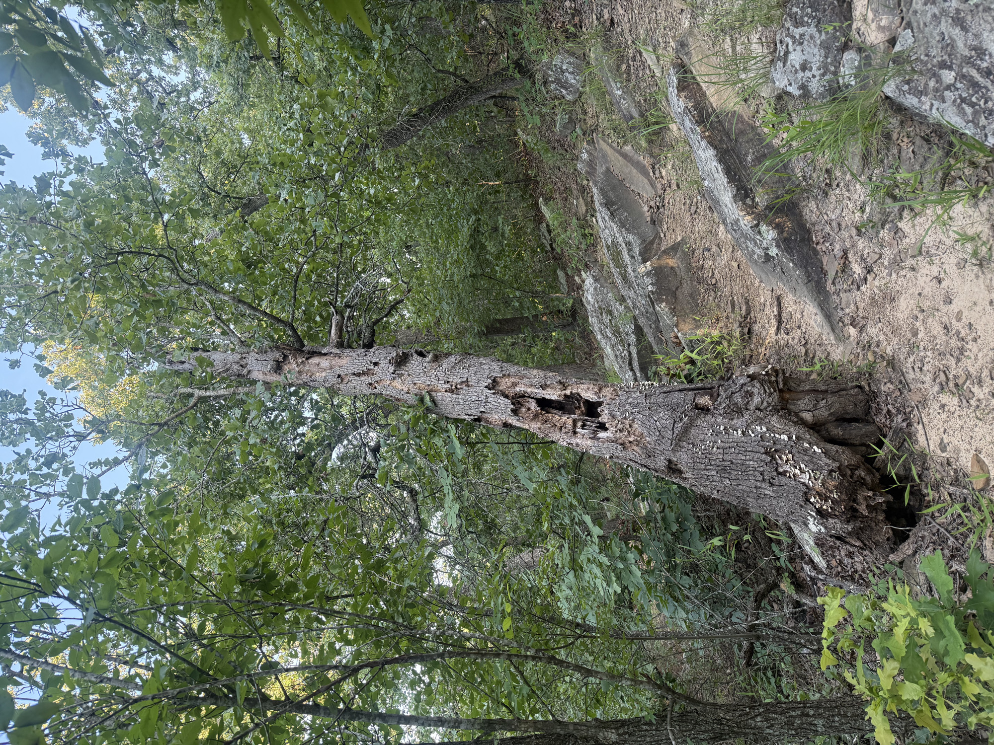 Trail status picture