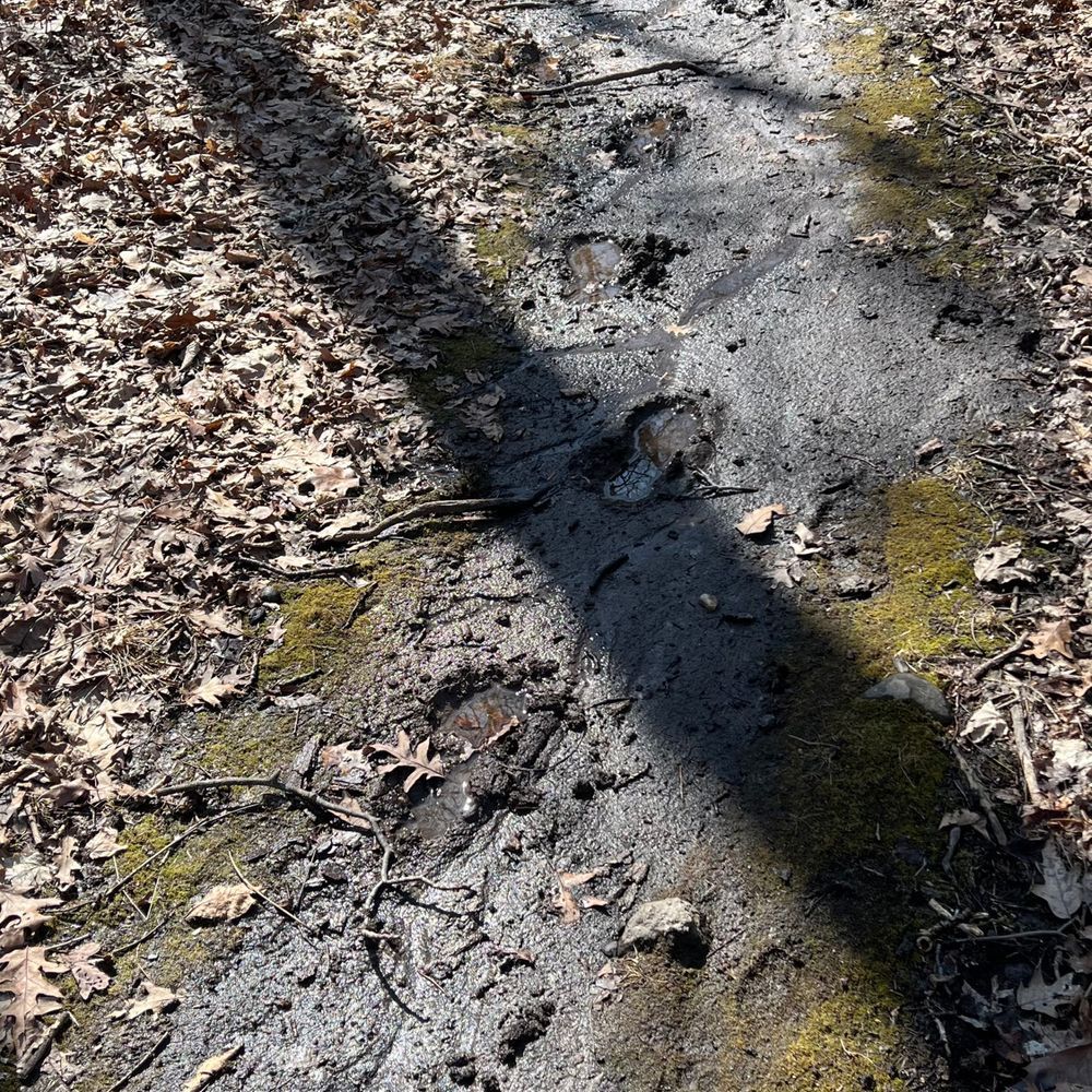Trail status picture
