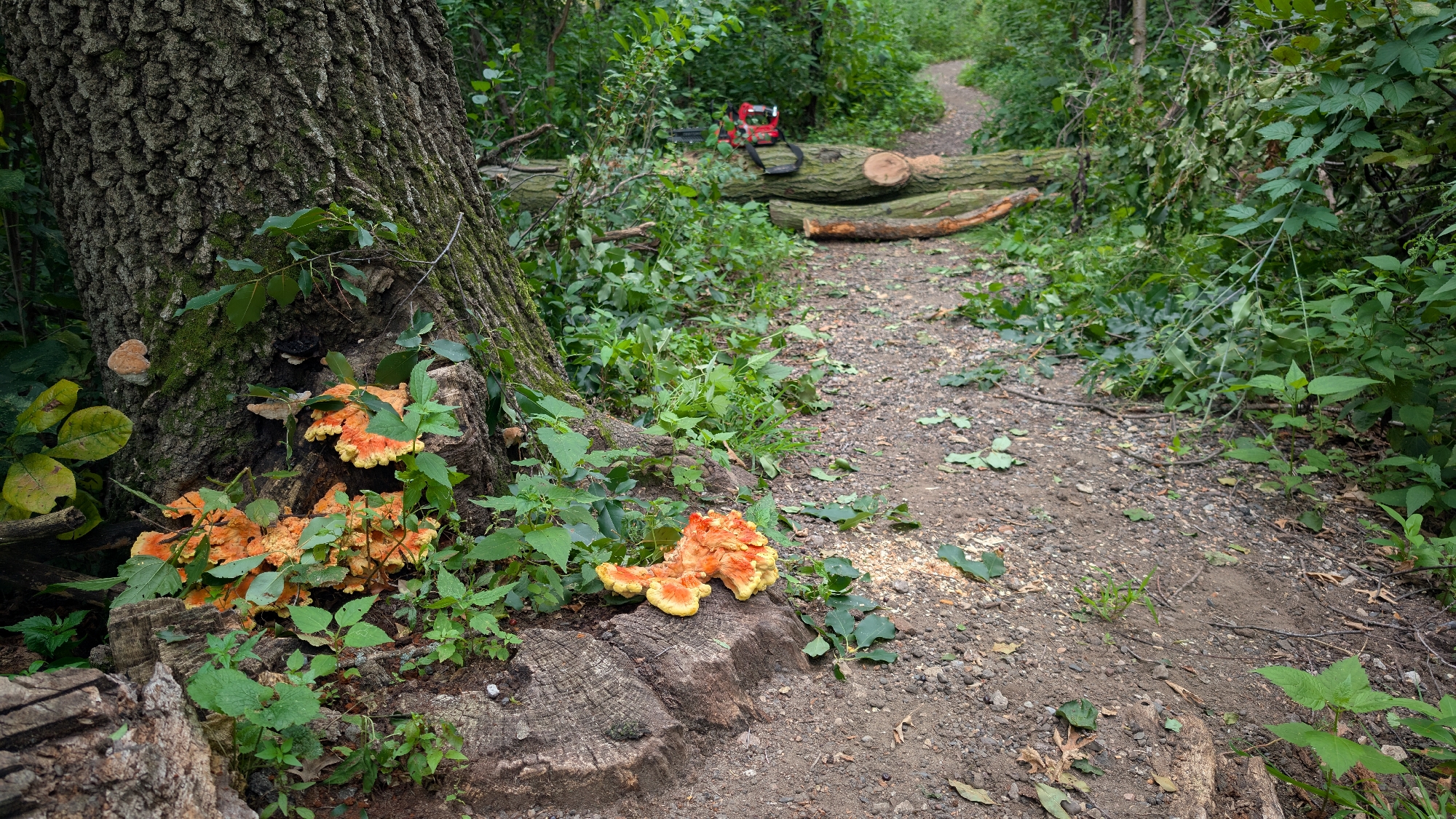 Trail status picture