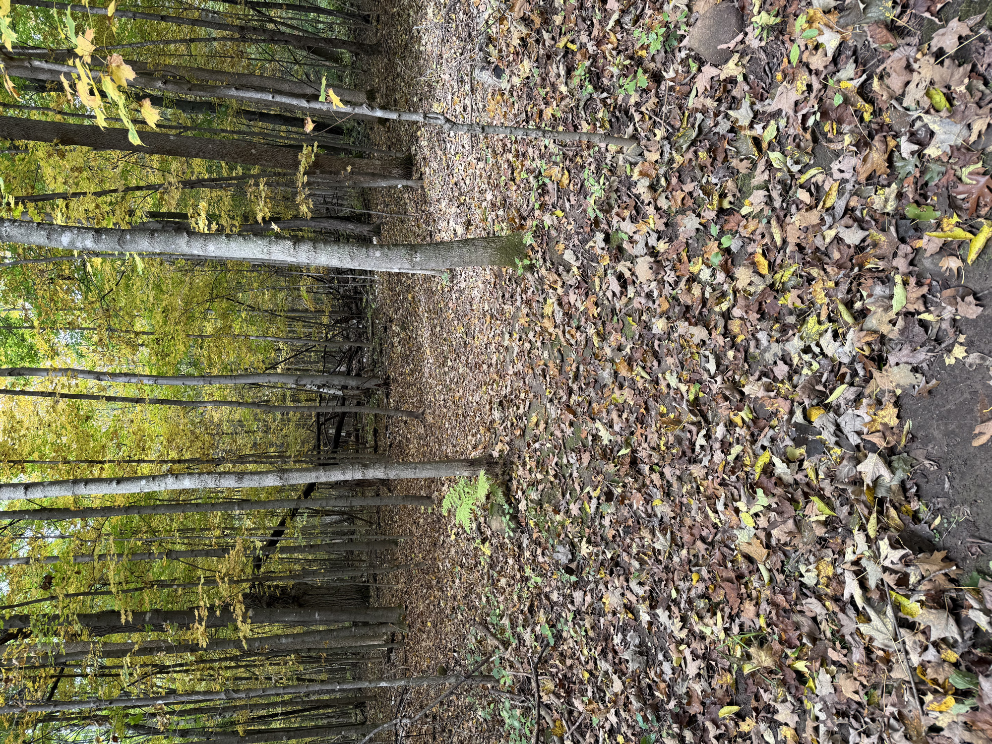 Trail status picture