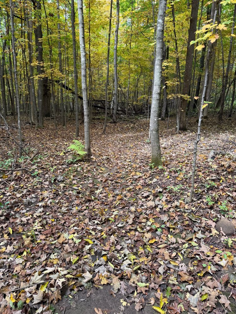 Trail status picture