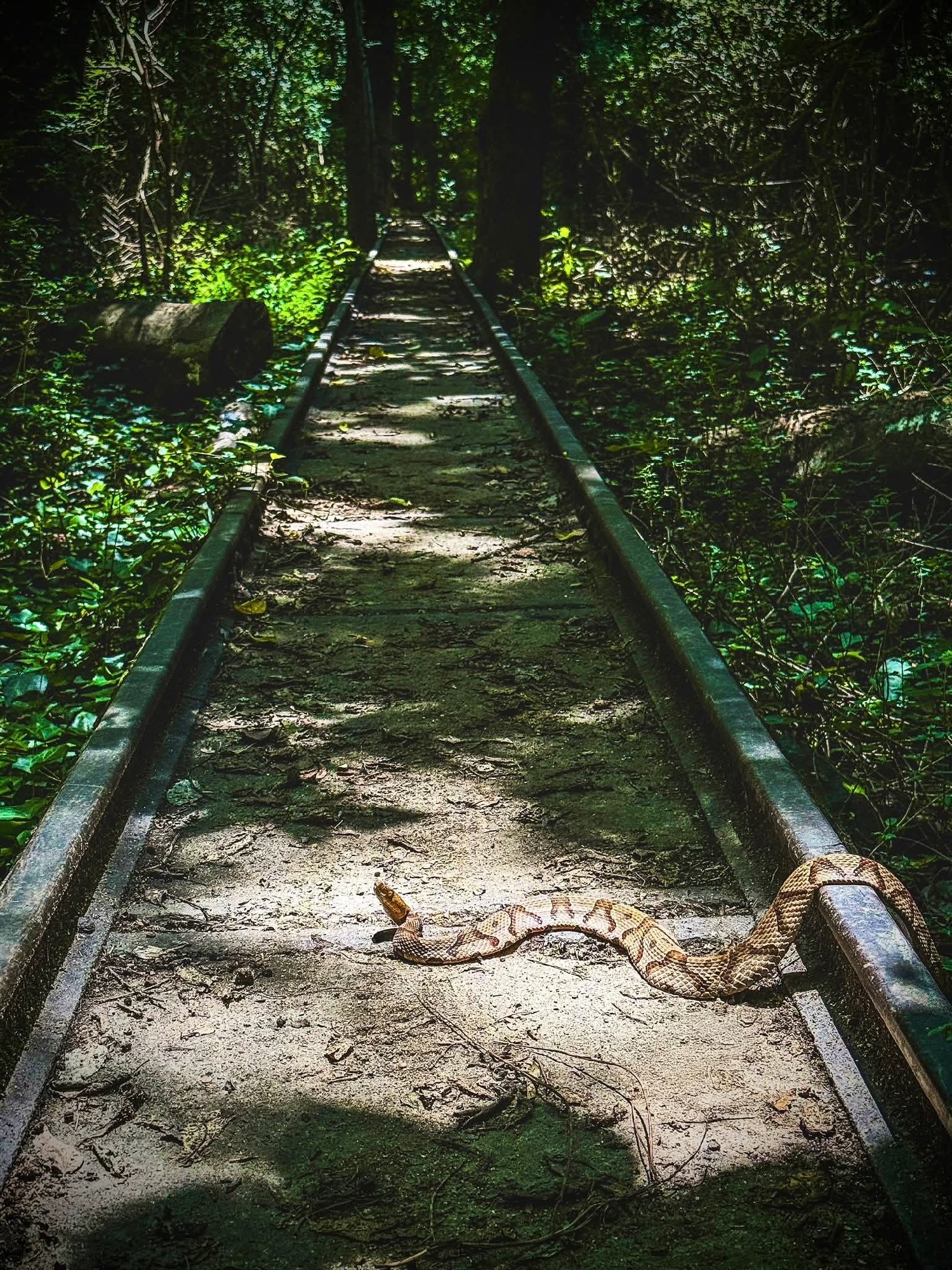 Trail status picture