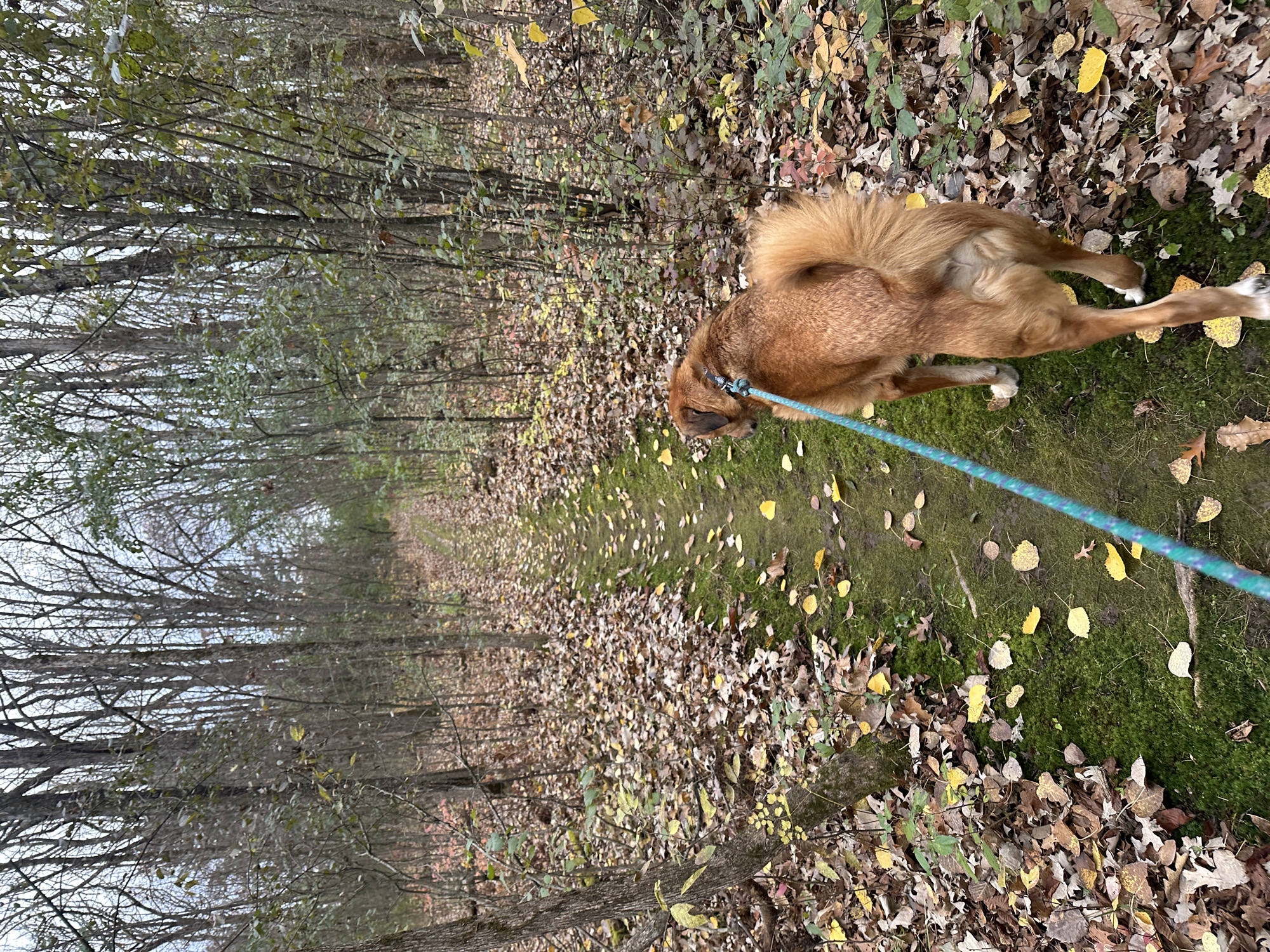 Trail status picture