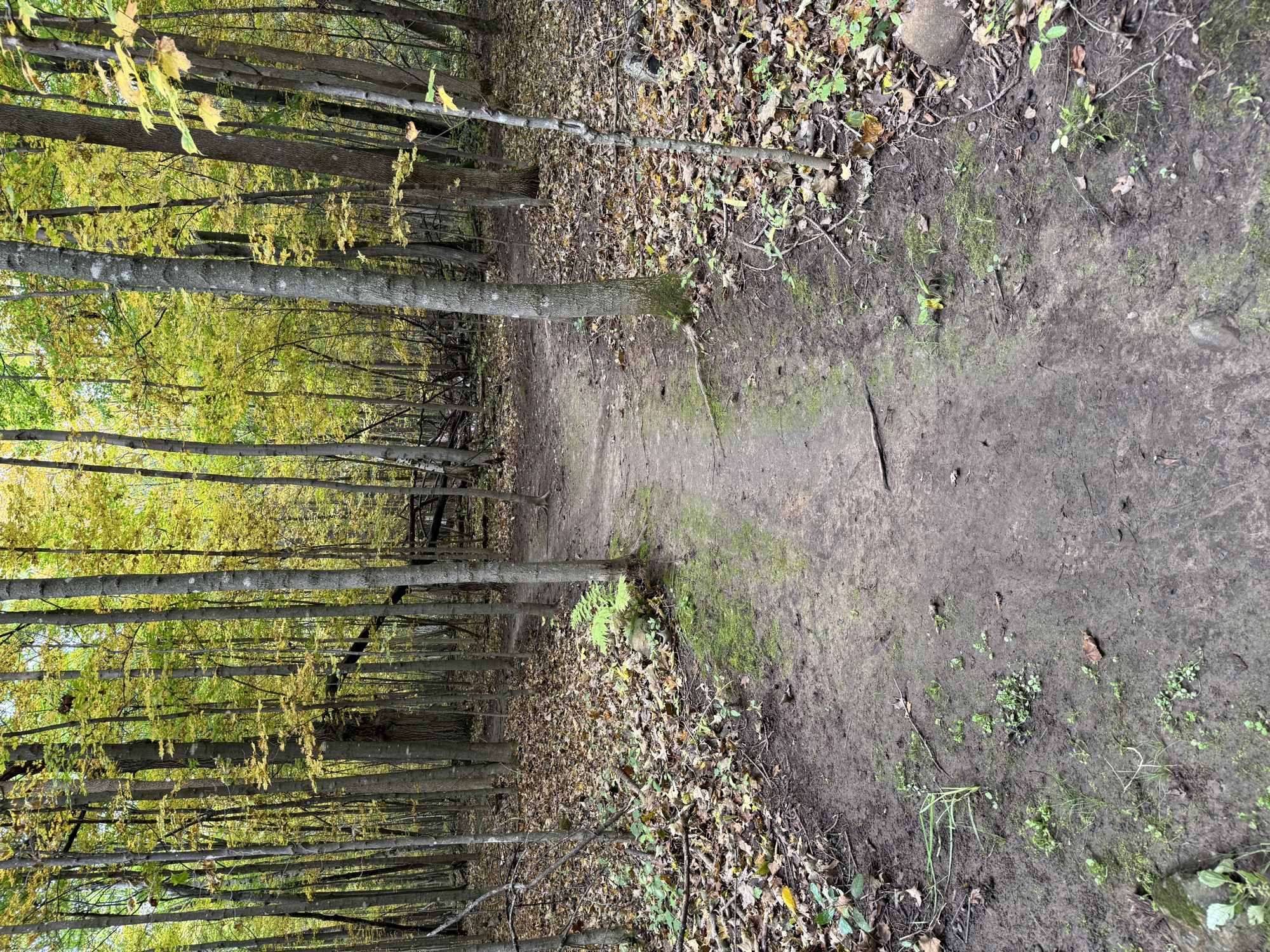 Trail status picture