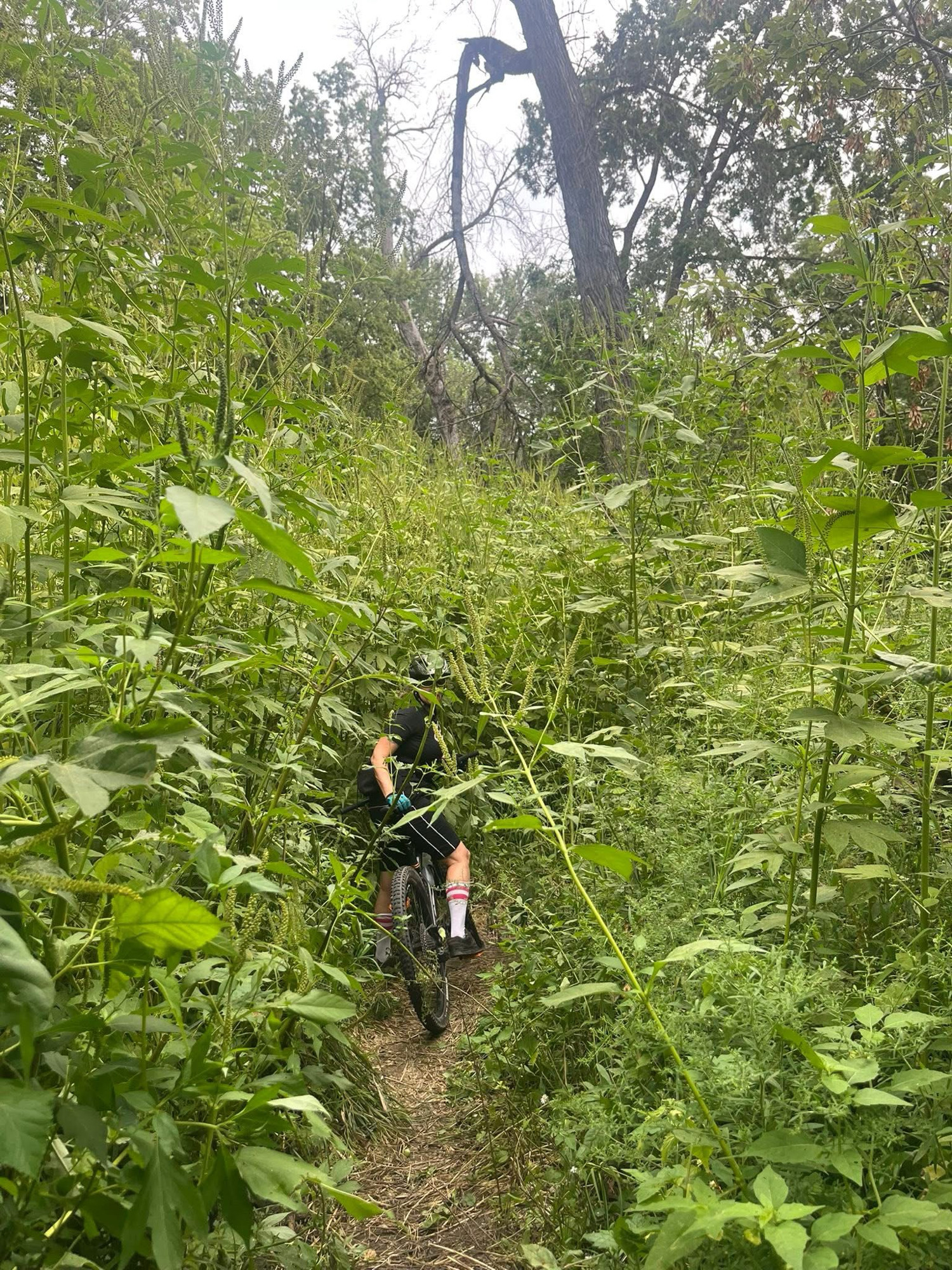 Trail status picture