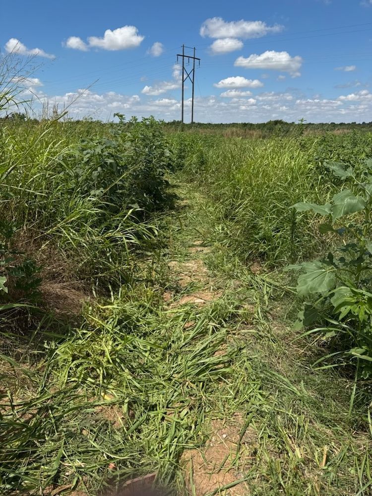 Trail status picture