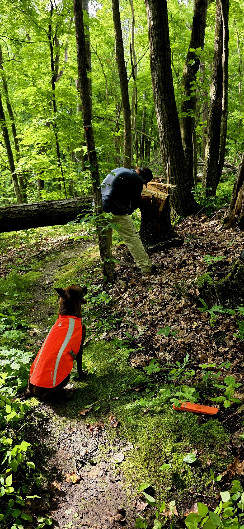 Trail status picture