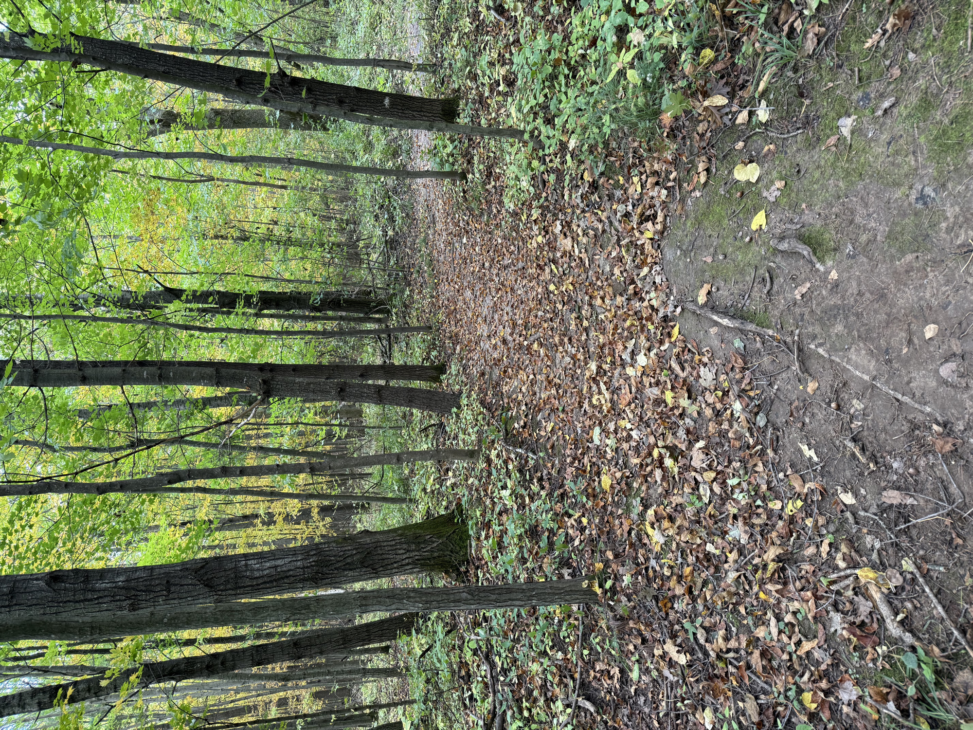 Trail status picture