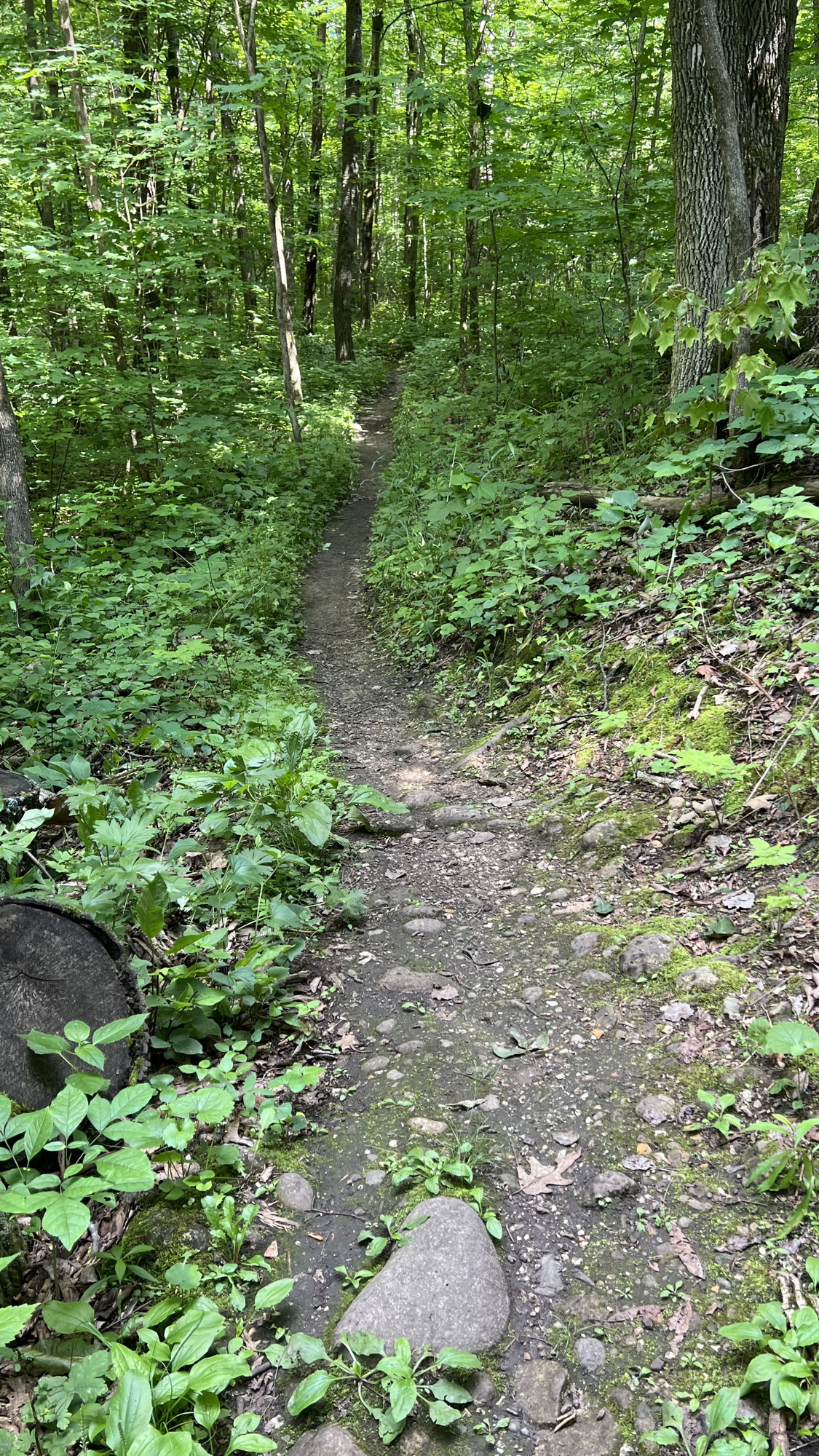 Trail status picture