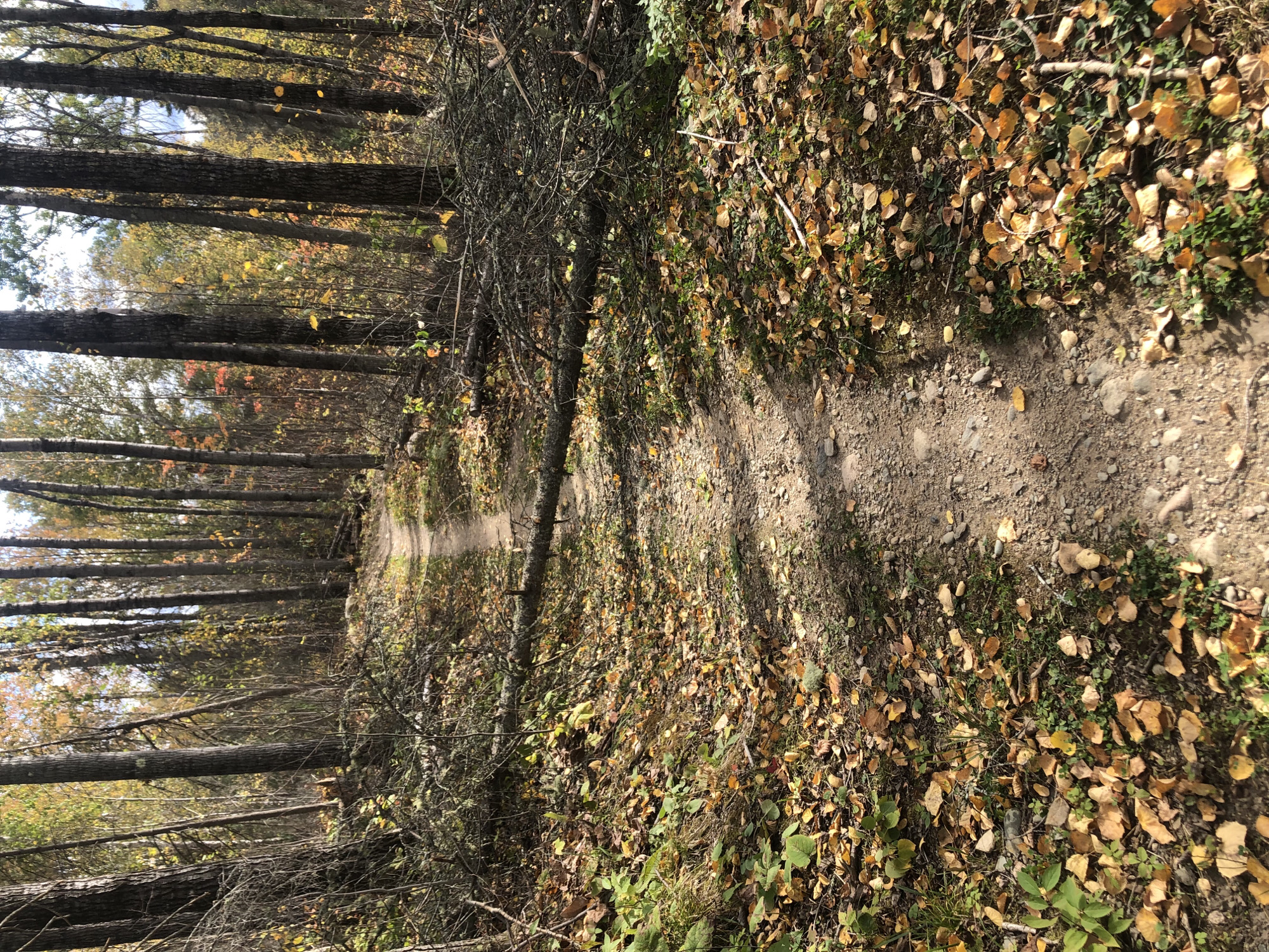 Trail status picture