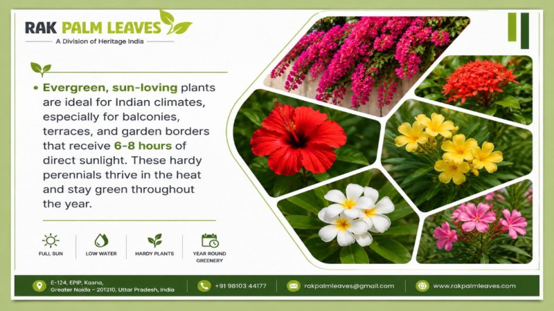 CATALOUGE OF SUN LOVING PLANTS — page 2