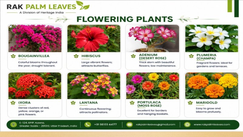 CATALOUGE OF SUN LOVING PLANTS — page 6