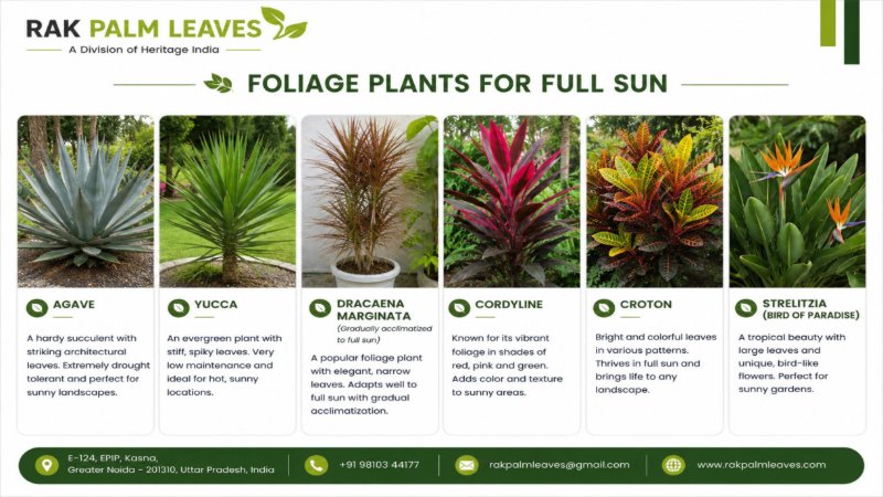 CATALOUGE OF SUN LOVING PLANTS — page 8