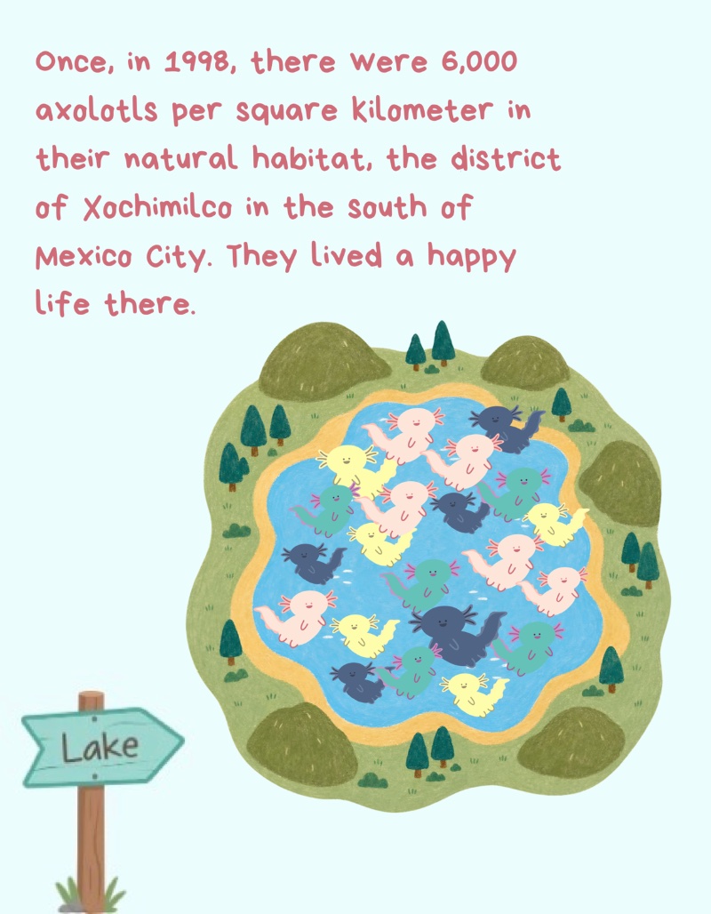 The magical animal from Xochimilco — page 2