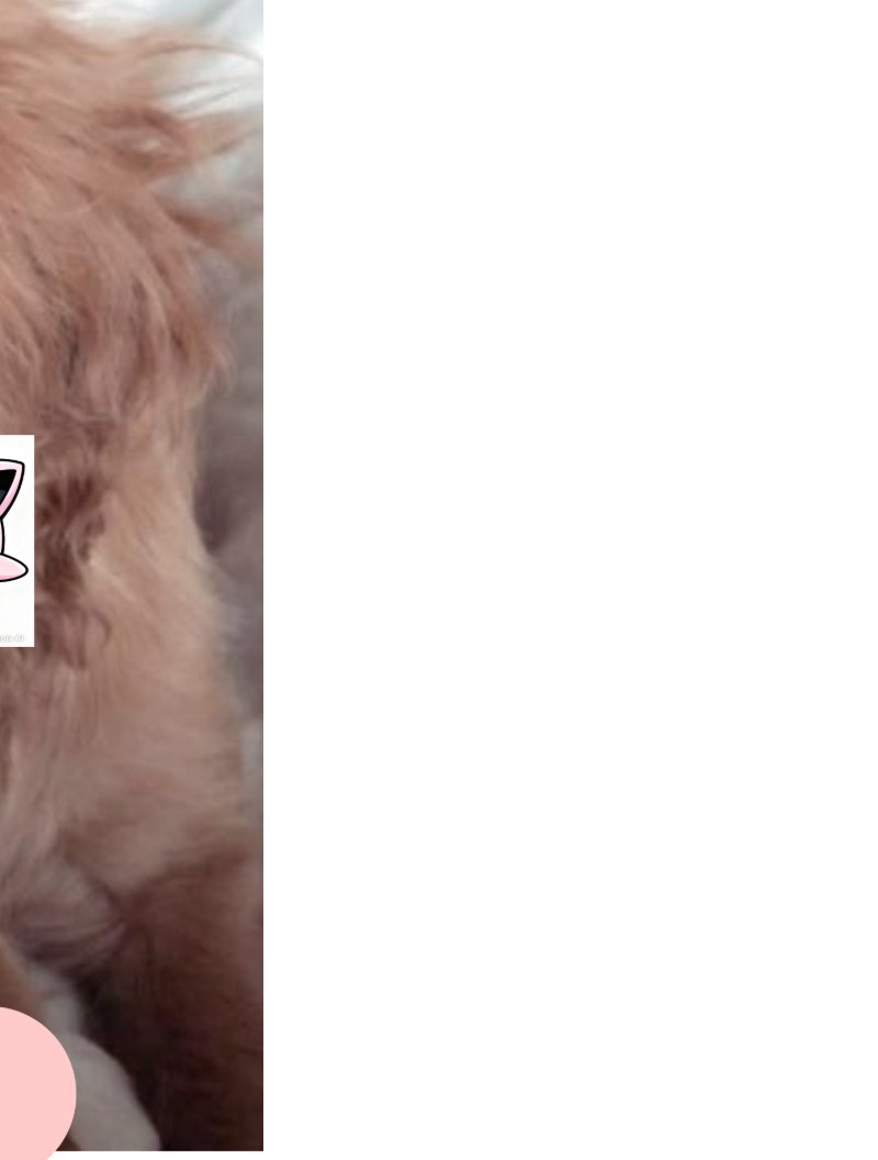 PRIMEIRA REVISTA #CACHORROS E ANIMAIS#MUNDO PELUDO — page 1