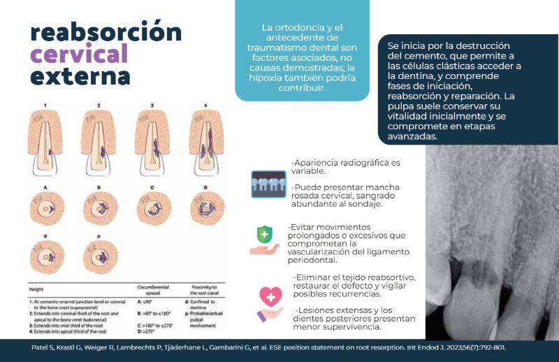 REVISTA ORTO-ENDO — page 12