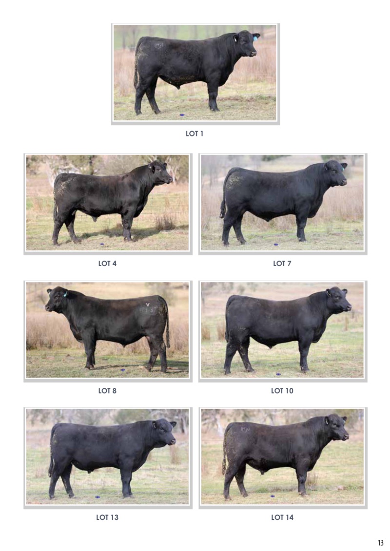 MyangaAngusBullSaleCatalogue_2026_20260717 — page 15